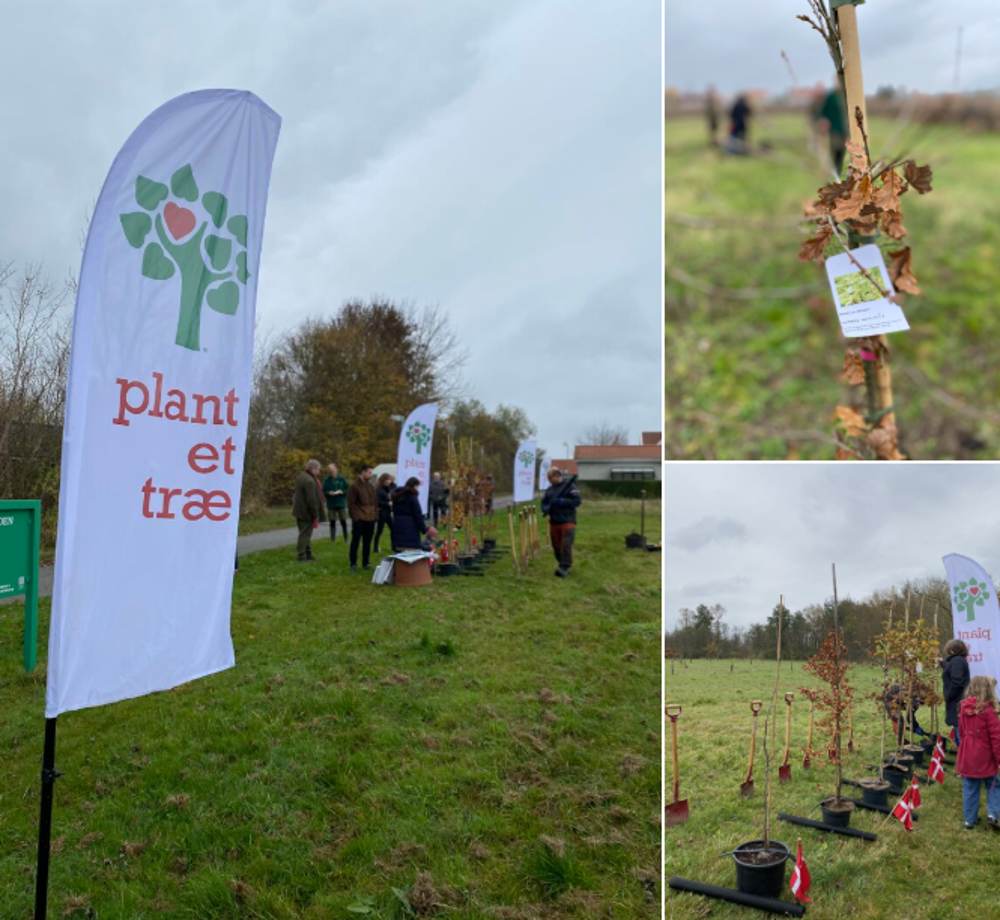 Træ Ved Danmarkslunden